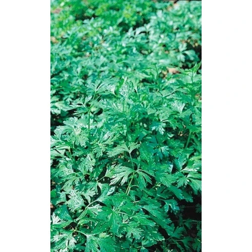 Семена Петрушка Бутербродная - листовая 2гр (Марс) Б/П