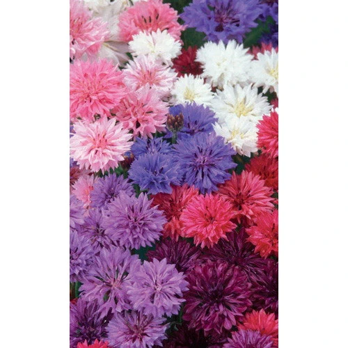 Семена Цветы Василек махровый Дружные ребята (УД) ЕП_2